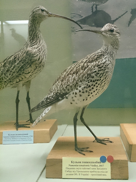 Slender-billed Curlew