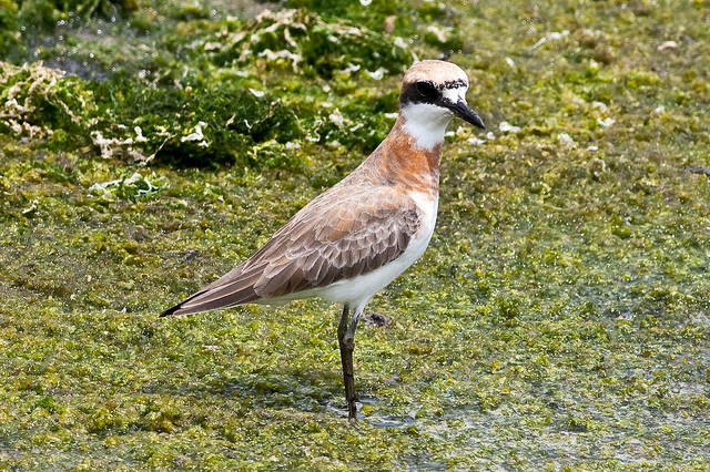 Woestijnplevier