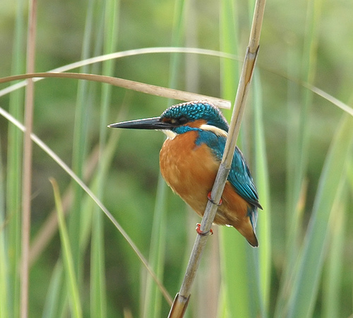 IJsvogel