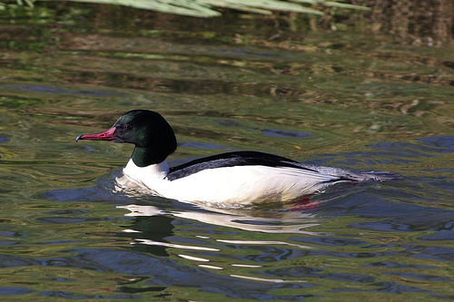 Grote Zaagbek