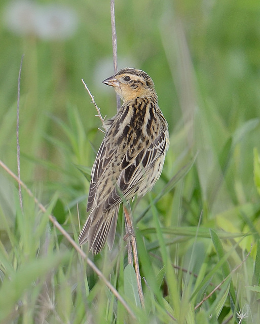 Bobolink