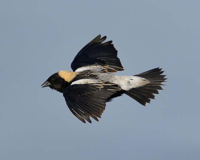 Bobolink