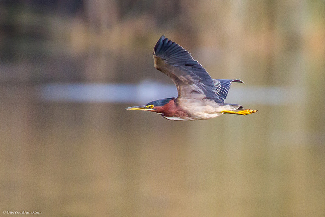 Groene Reiger