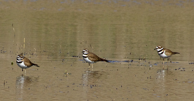 Killdeer