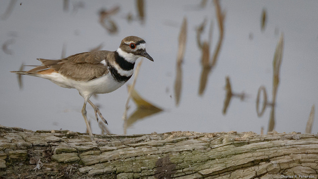 Killdeer