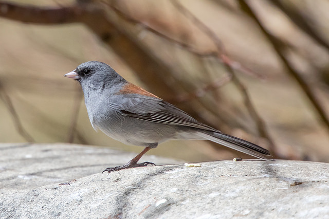 Grijze Junco