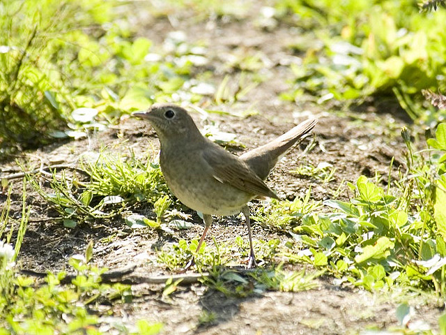 Noordse Nachtegaal