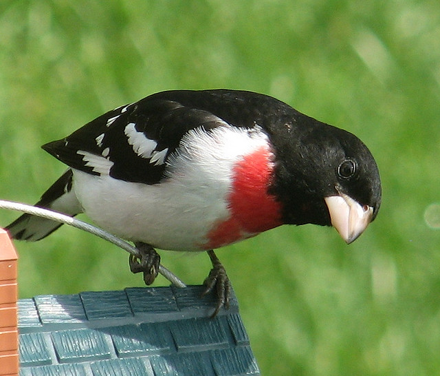 Roodborstkardinaal