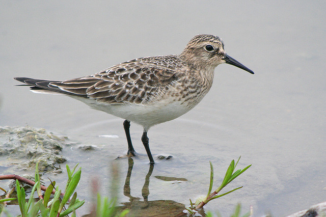 Bairds Strandloper