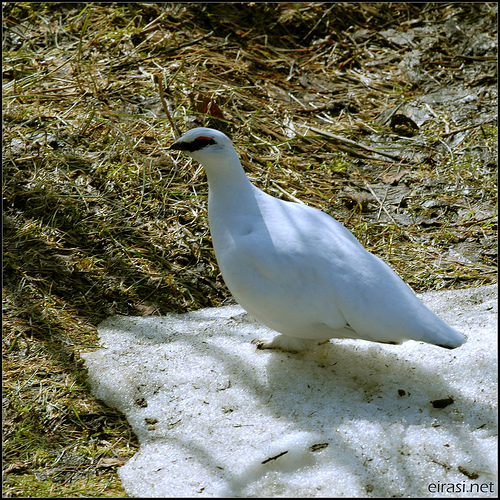 Alpensneeuwhoen