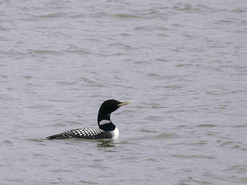 Geelsnavelduiker