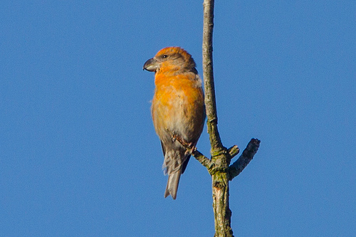 Grote Kruisbek