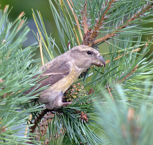 Grote Kruisbek