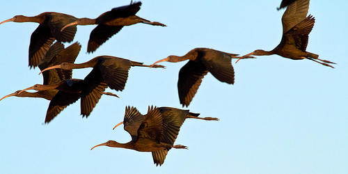 Zwarte Ibis