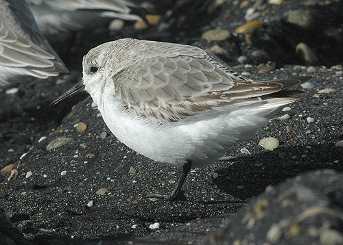 Kleine Strandloper