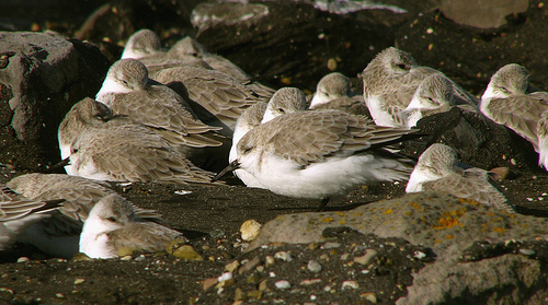 Kleine Strandloper