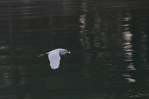 Kleine Zilverreiger