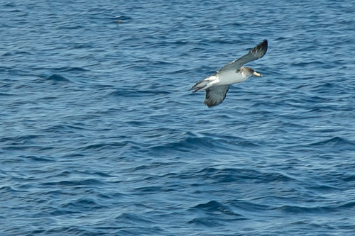 Kuhls Pijlstormvogel