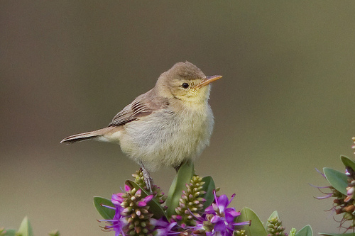 Orpheusspotvogel