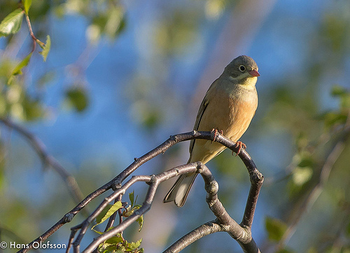 Ortolaan