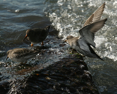 Paarse Strandloper