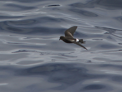 Wilsons Stormvogeltje