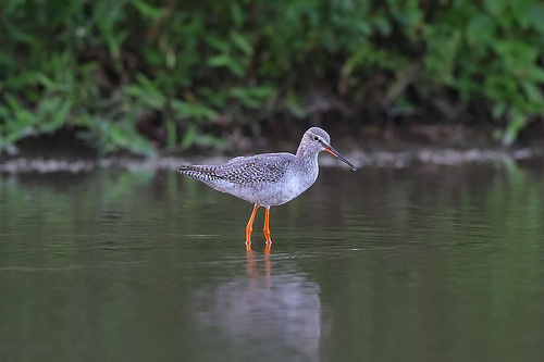 Zwarte Ruiter