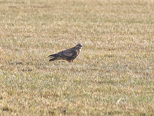 Ruigpootbuizerd