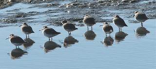 Bonte Strandloper