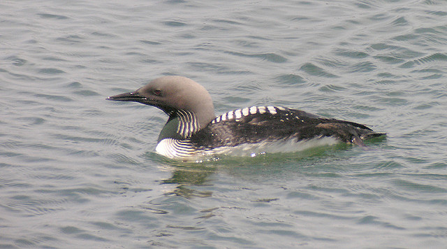 Pacifische Parelduiker