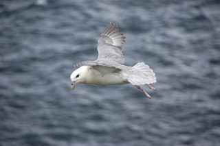 Noordse Stormvogel