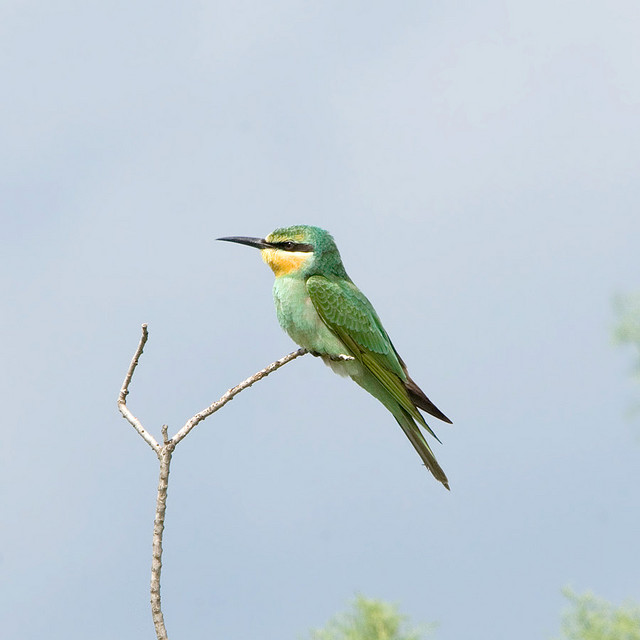 Groene Bijeneter