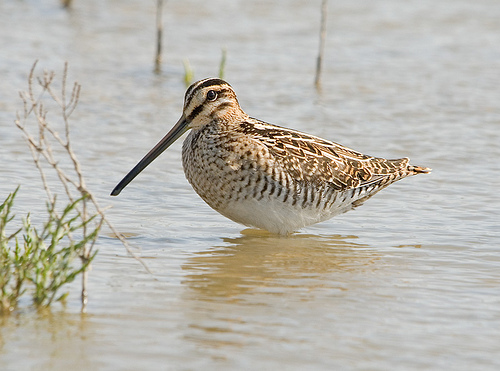 Watersnip