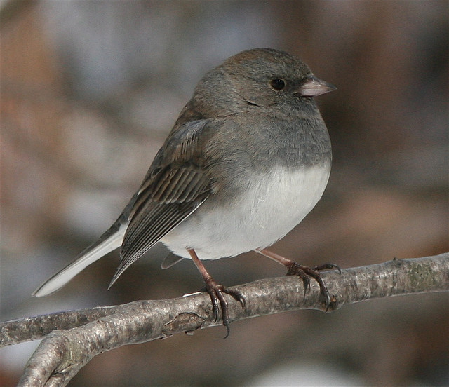 Grijze Junco