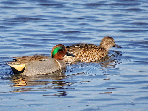 Wintertaling