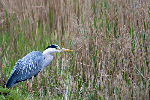 Blauwe Reiger