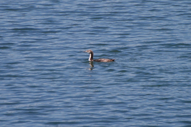 Pacifische Parelduiker