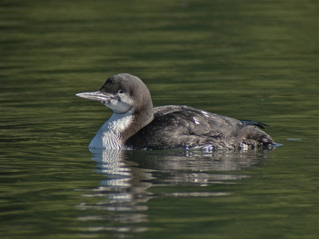 Pacifische Parelduiker