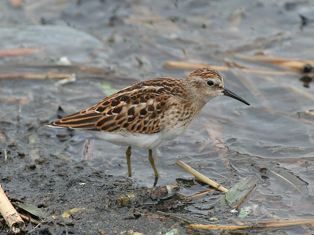 Kleinste Strandloper