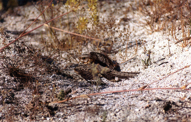 Moorse nachtzwaluw