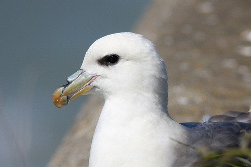 Noordse Stormvogel