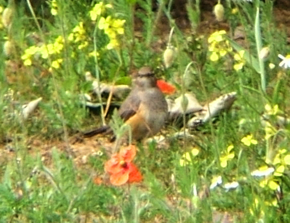 Perzische roodborst