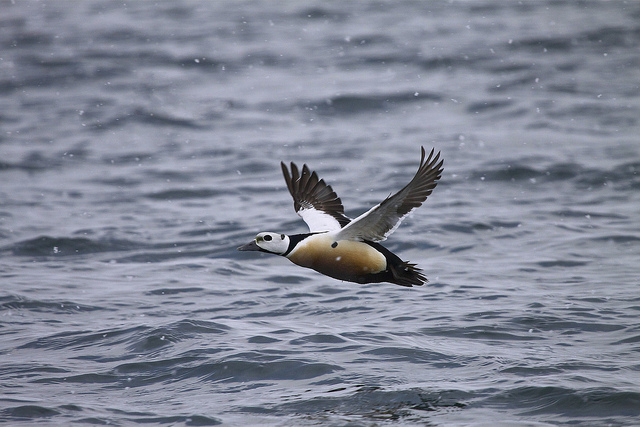 Stellers Eider