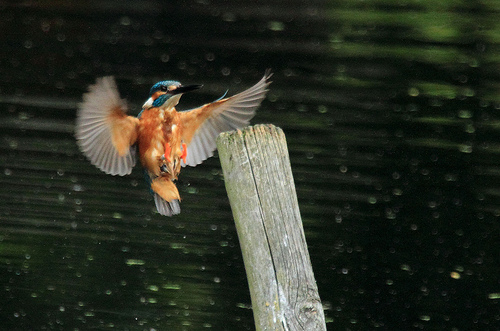 IJsvogel