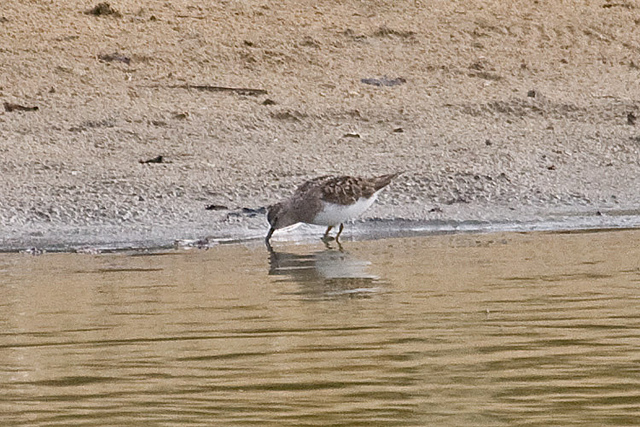 Temmincks Strandloper