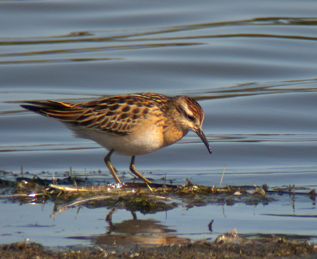 Siberische Strandloper