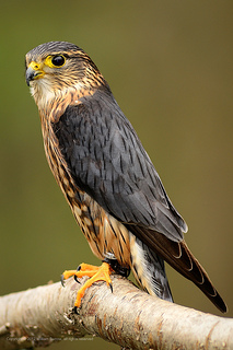 Merlin (bird) - Wikipedia