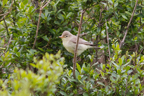 Spotvogel