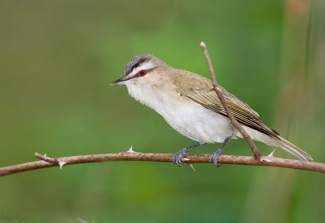 Roodoogvireo