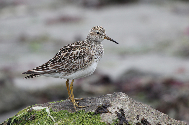 Gestreepte Strandloper